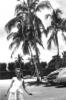 1952_palmtreesnearmiami521.jpg