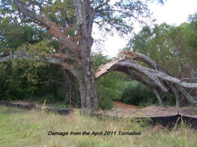 Remembering the April 2011 Tornados