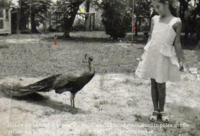 Carol and the Peacock (c. 1952)