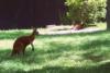Kangaroo (June 27, 2008)