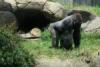 Gorilla (June 27, 2008)
