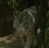 Well-Hidden White Tiger  (June 27, 2008)
