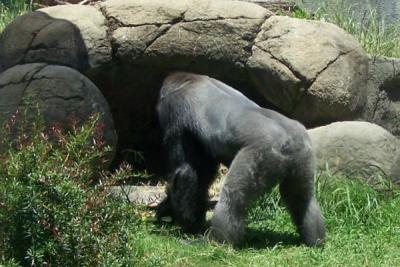 Another View of the Gorilla (June 27, 2008)