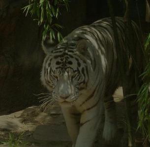 Well-Hidden White Tiger  (June 27, 2008)