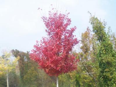 More Autumn Leaves (November 5, 2007)