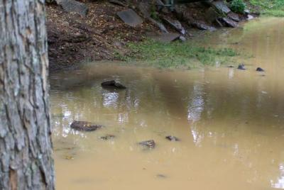 More Nasty Muddy Water (October 23, 2007)