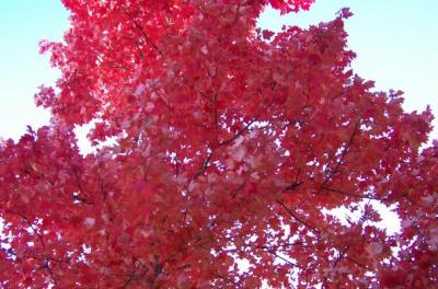 More Autumn Leaves #6 (November 15, 2007)