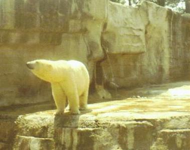 The Polar Bear at Birmingham  (c. 1970)