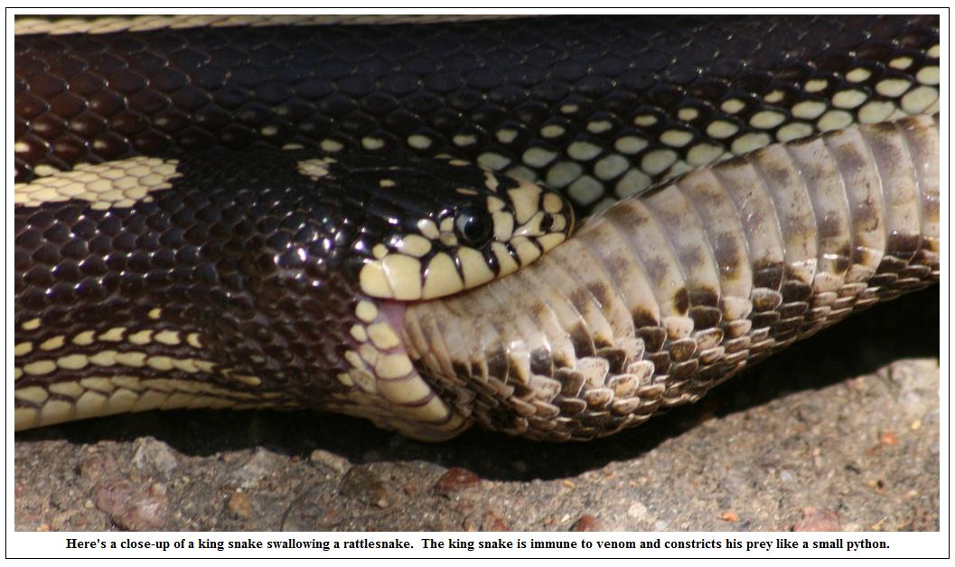 Venomous Cobra Escapes Terrarium at Swedish Zoo – NBC New York