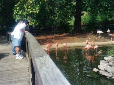 Michael, Jacob, Sarah and the Flamingos (c.2005)