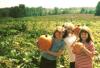 Picking Pumpkins in Blount County (c. 2001)