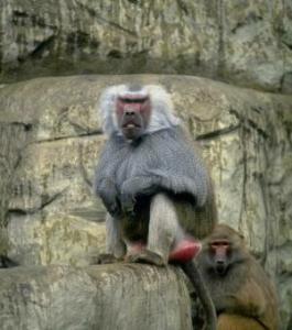 Bad-Tempered Baboons at the B'ham Zoo (c. 1975)