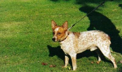 Freckles on a Leash  (c. 2005)