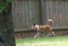 Roxy-Cujo Running!  (July 12, 2007)