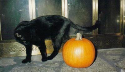 Piewacket and Pumpkin  (c. 1994)