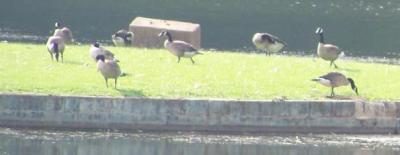 Canada Geese on Cosby Lake (July 4, 2007)