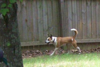 Roxy-Cujo Running!  (July 12, 2007)