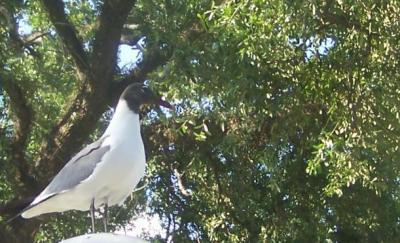 A Sea Gull at McDonald's  (June 30, 2007)